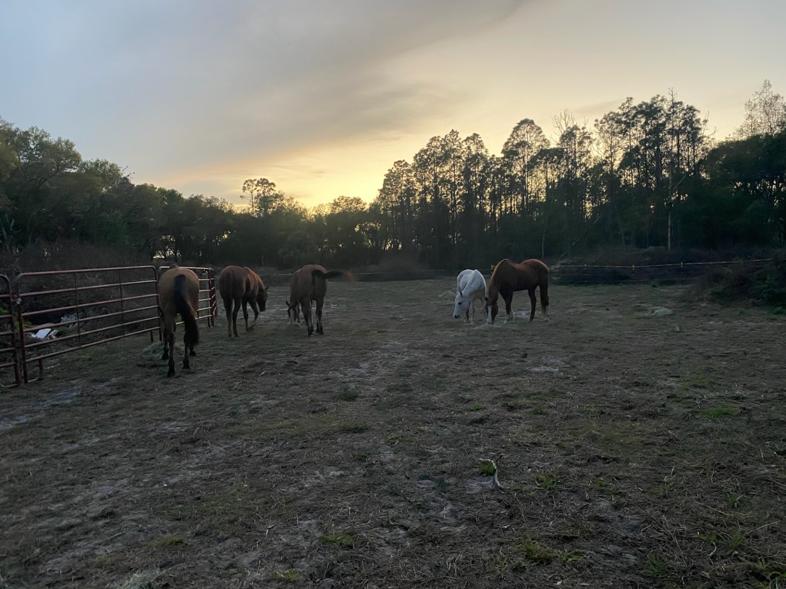 The J and M horses grazing together at sunset